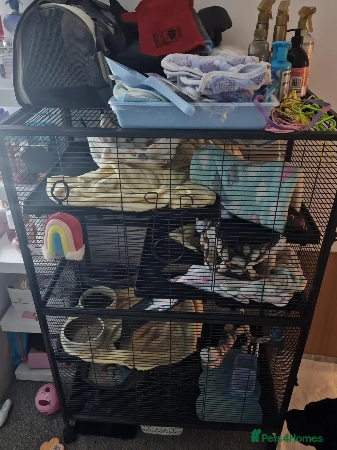 Ferret rodents for sale: 1xMale and 1xFemale Ferret in Brough - Advert 6