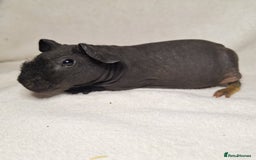 Guinea Pig rodents for sale: Skinny pig boys - Image 10