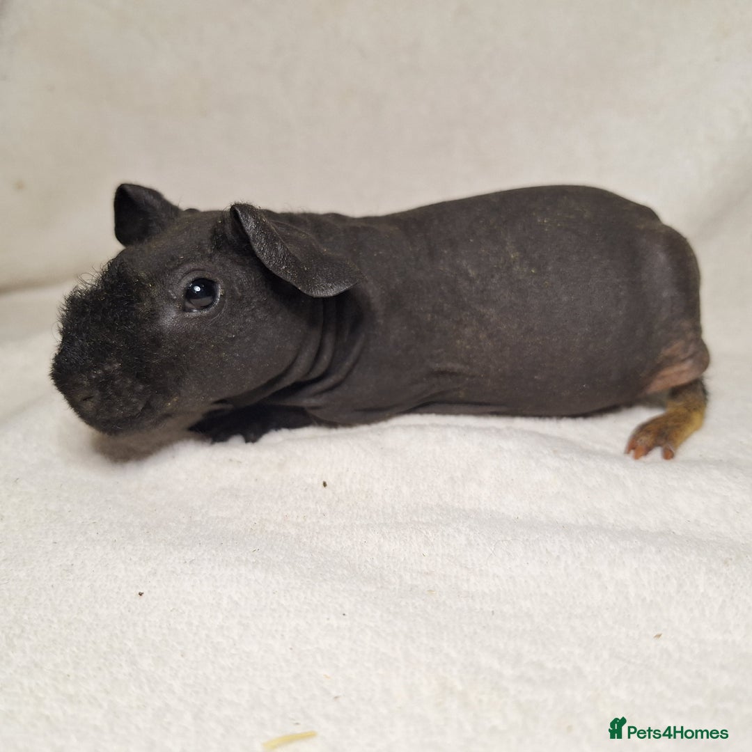 Guinea Pig rodents for sale: Skinny pig boys - Image 10