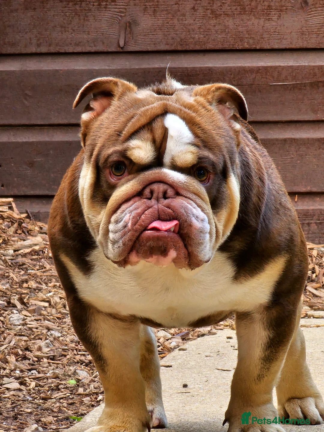 English Bulldog dogs for stud: 🐾 English Bulldog STUD AVAILABLE –  BIG JOHN 🐾 - Advert 3