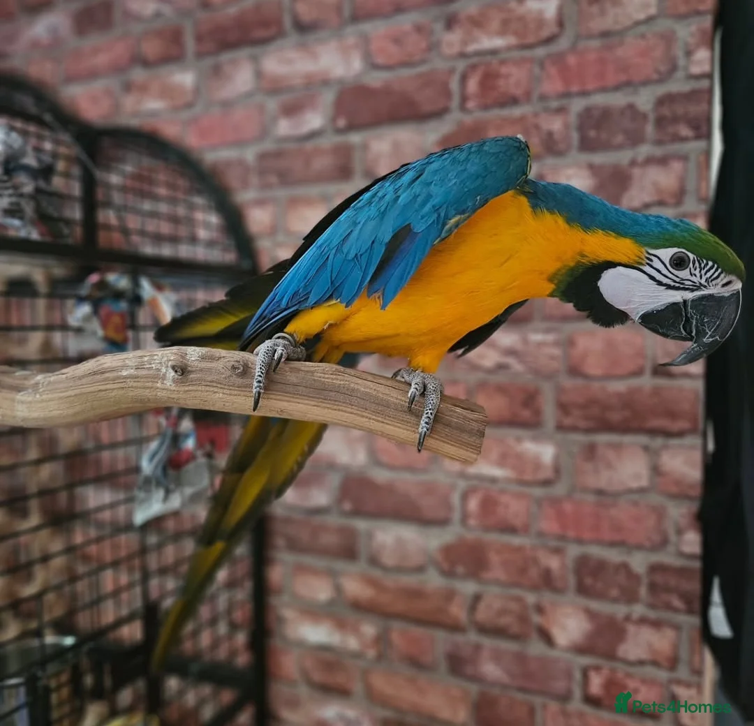 Macaws birds for sale: B&G Macaw  - Advert 3