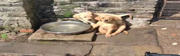 Labrador Retriever dogs for sale: Labrador Pups in Pontypool - Advert 9
