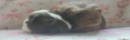 Guinea Pig rodents for sale: Beautiful pair of girl guinea pigs aka sow ready  - Advert 5