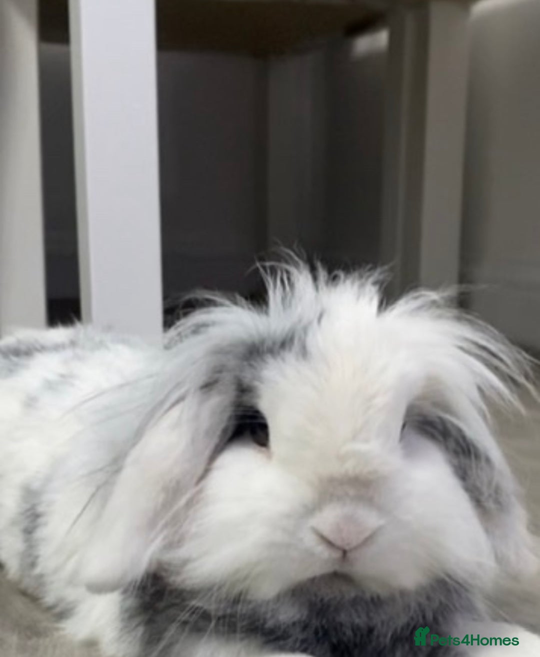 Mini Lop rabbits for sale: Mini lop bunny - Image 3