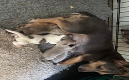 Jack Russell dogs for sale: Rare lilac and tan miniature jack russels  - Image 18