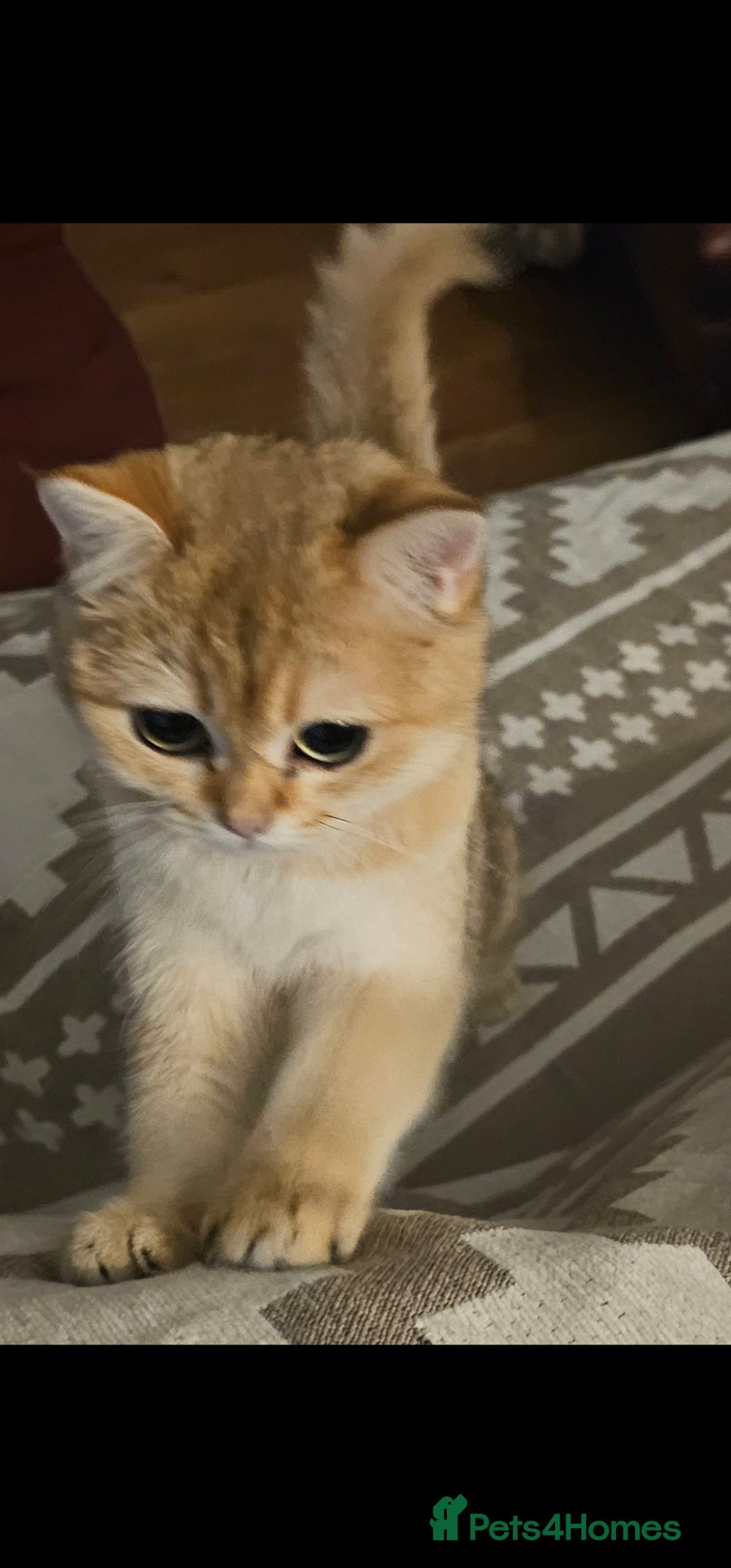 British Shorthair cats for sale: X Mass Give away. GCCF Avtive Golden B12 NY - Advert 3