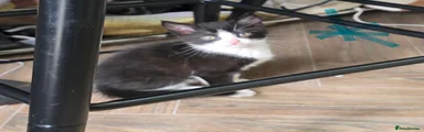 Mixed Breed Kitten 3