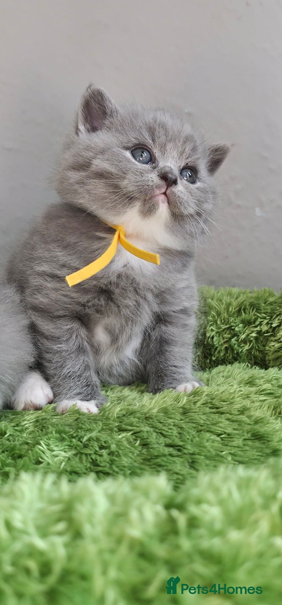 British Shorthair cats British Shorthair Kittens GCCF - Advert 2