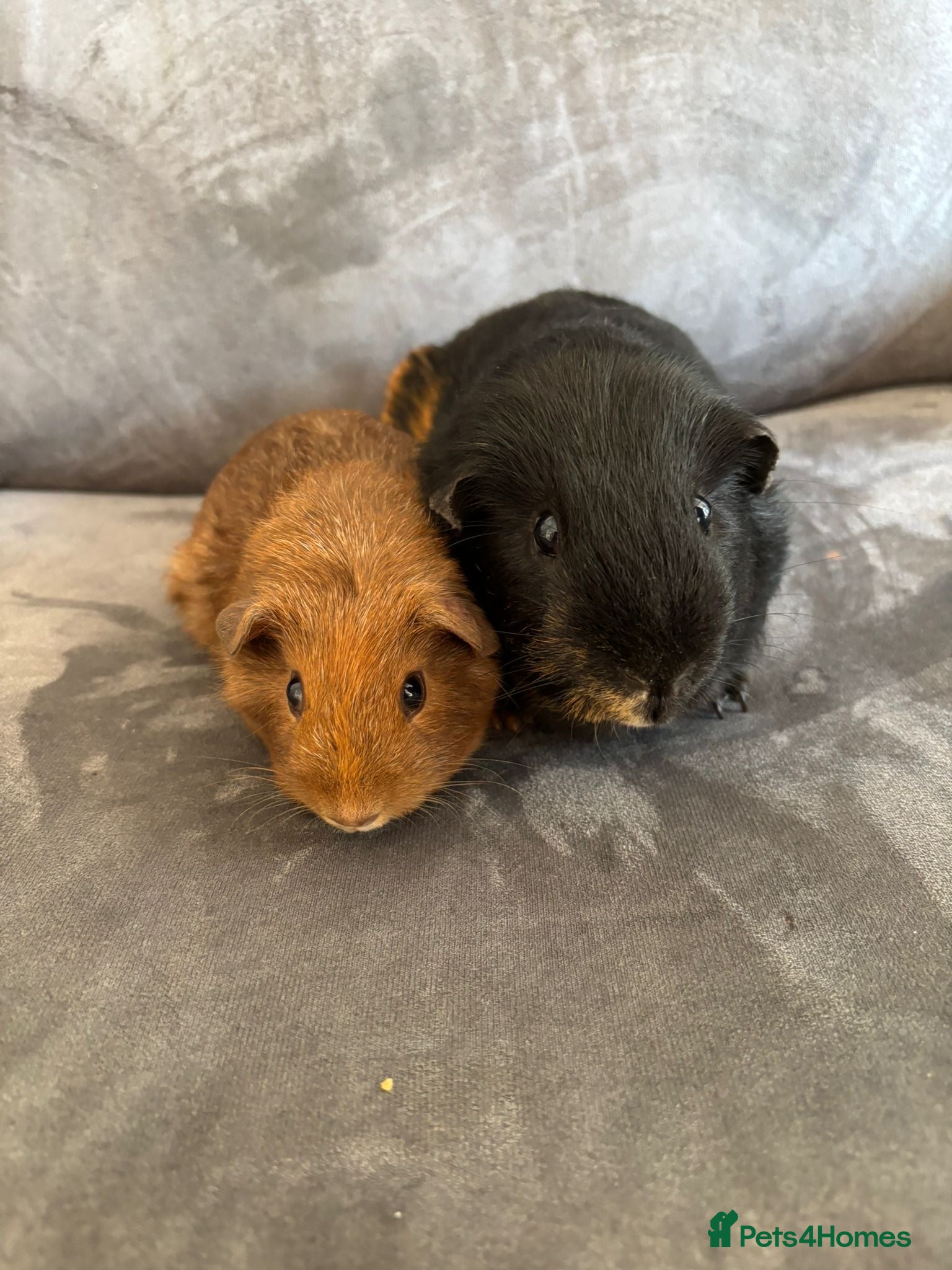 Guinea Pig rodents X2 bonded male boy Guineapigs ready now  - Advert 1
