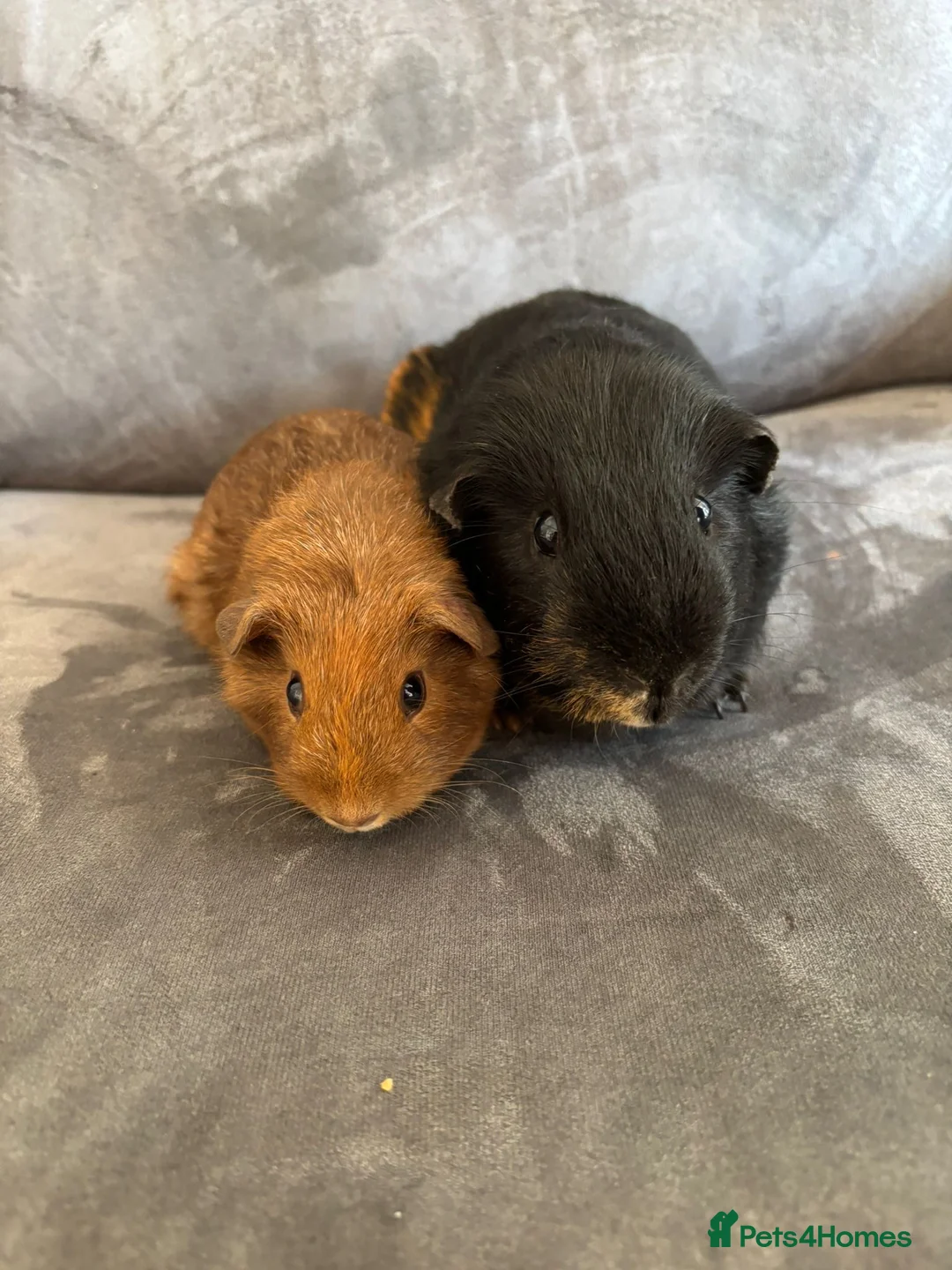 Guinea Pig rodents for sale: X2 bonded male boy Guineapigs ready now  - Advert 1