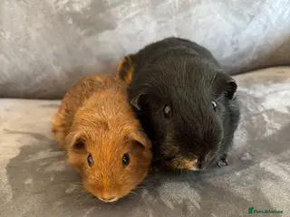 Guinea Pig rodents X2 bonded male boy Guineapigs ready now - Advert 8