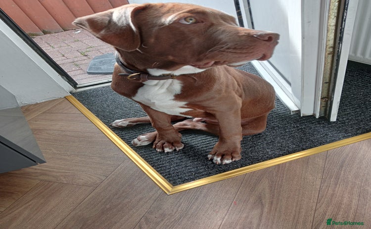 Mixed Breed dogs - Advert 4
