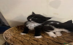 Mixed Breed cats for sale: Fluffy black and white kittens  - Advert 3