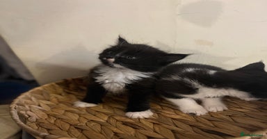 Mixed Breed cats Fluffy black and white kittens  - Advert 13