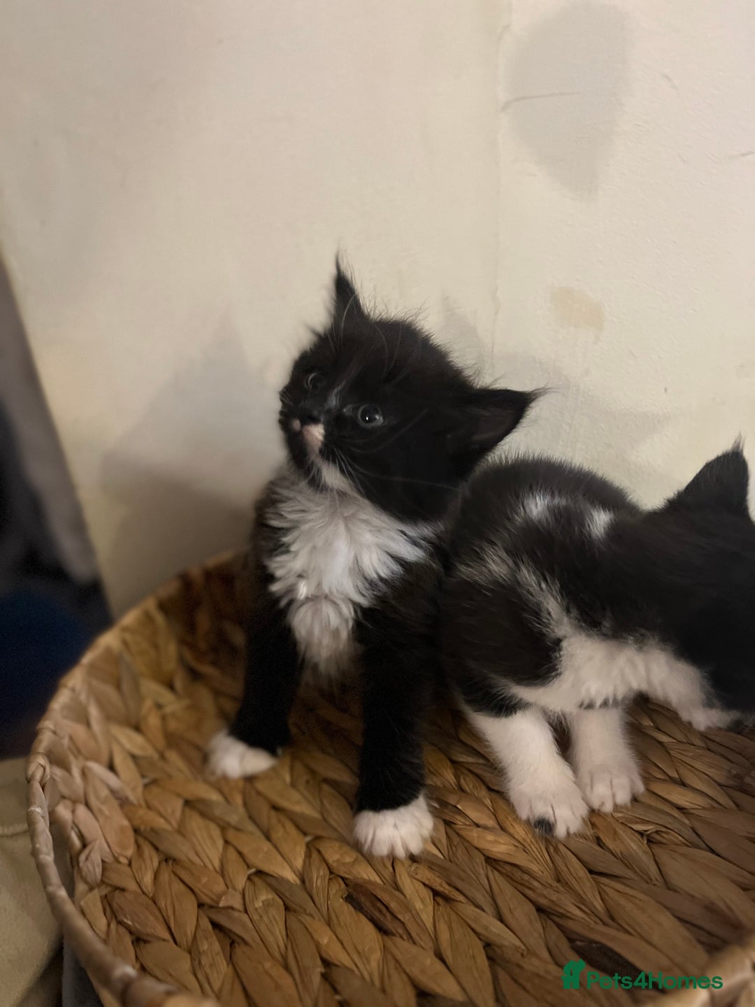 Mixed Breed cats for sale: Fluffy black and white kittens  - Advert 3