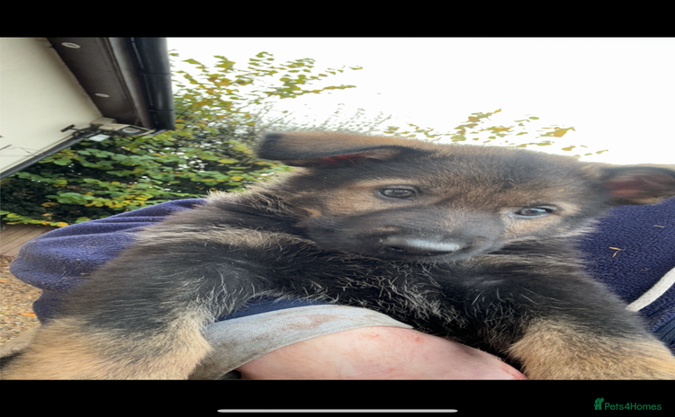 German Shepherd dogs - Advert 16