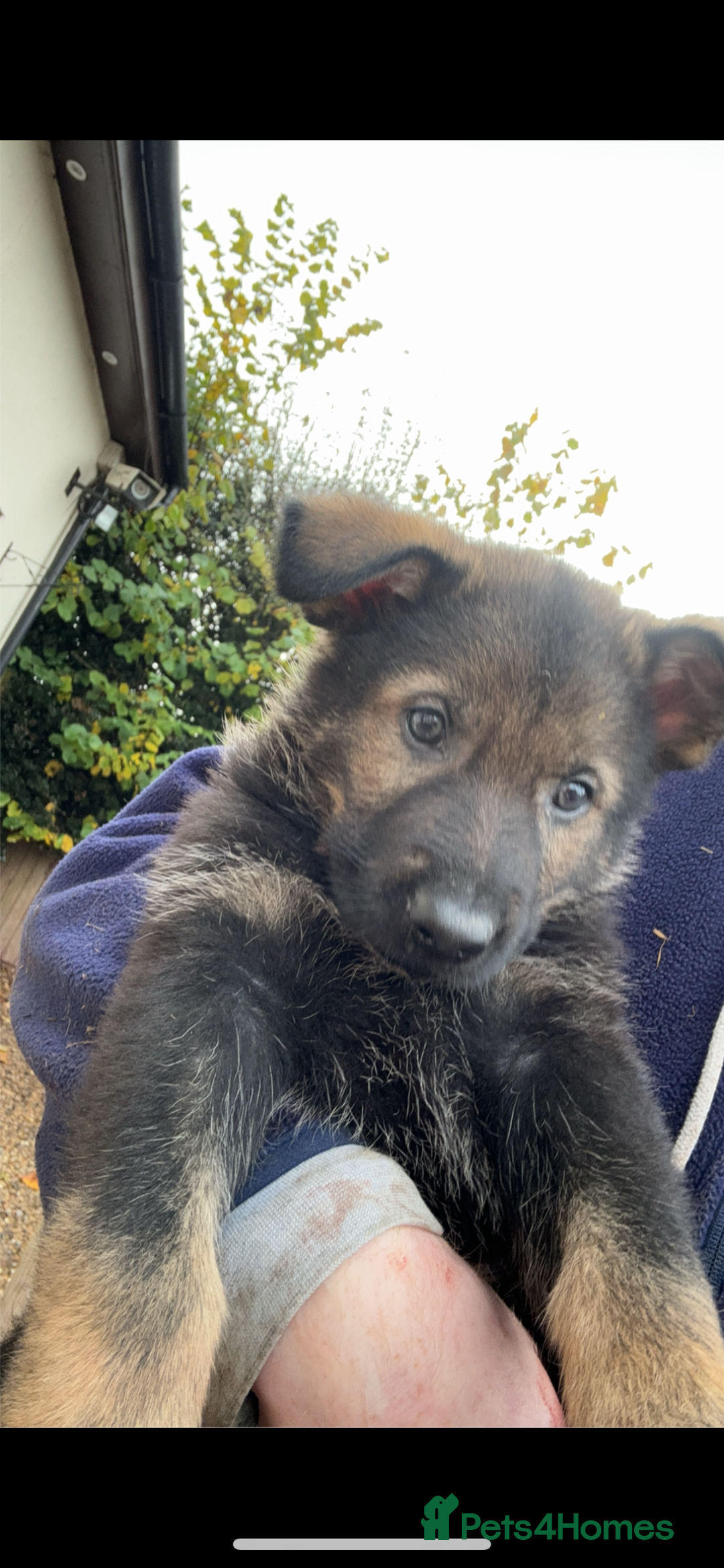 German Shepherd dogs for sale: German shepherd puppies  - Image 1