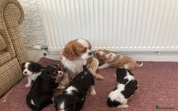 Cavalier King Charles Spaniel dogs for sale: Super tri/blenheim KC pups - health tested parents - Advert 10
