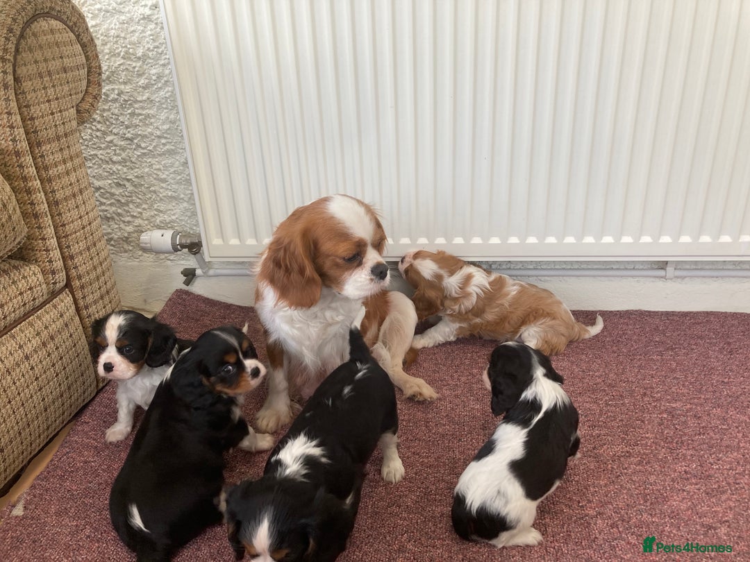 Cavalier King Charles Spaniel dogs for sale: Super tri/blenheim KC pups - health tested parents - Advert 10