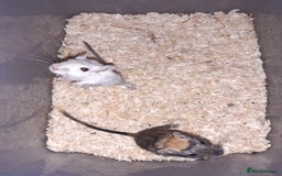 Gerbil rodents for sale: Super friendly gerbils from hobby breeder  - Image 13