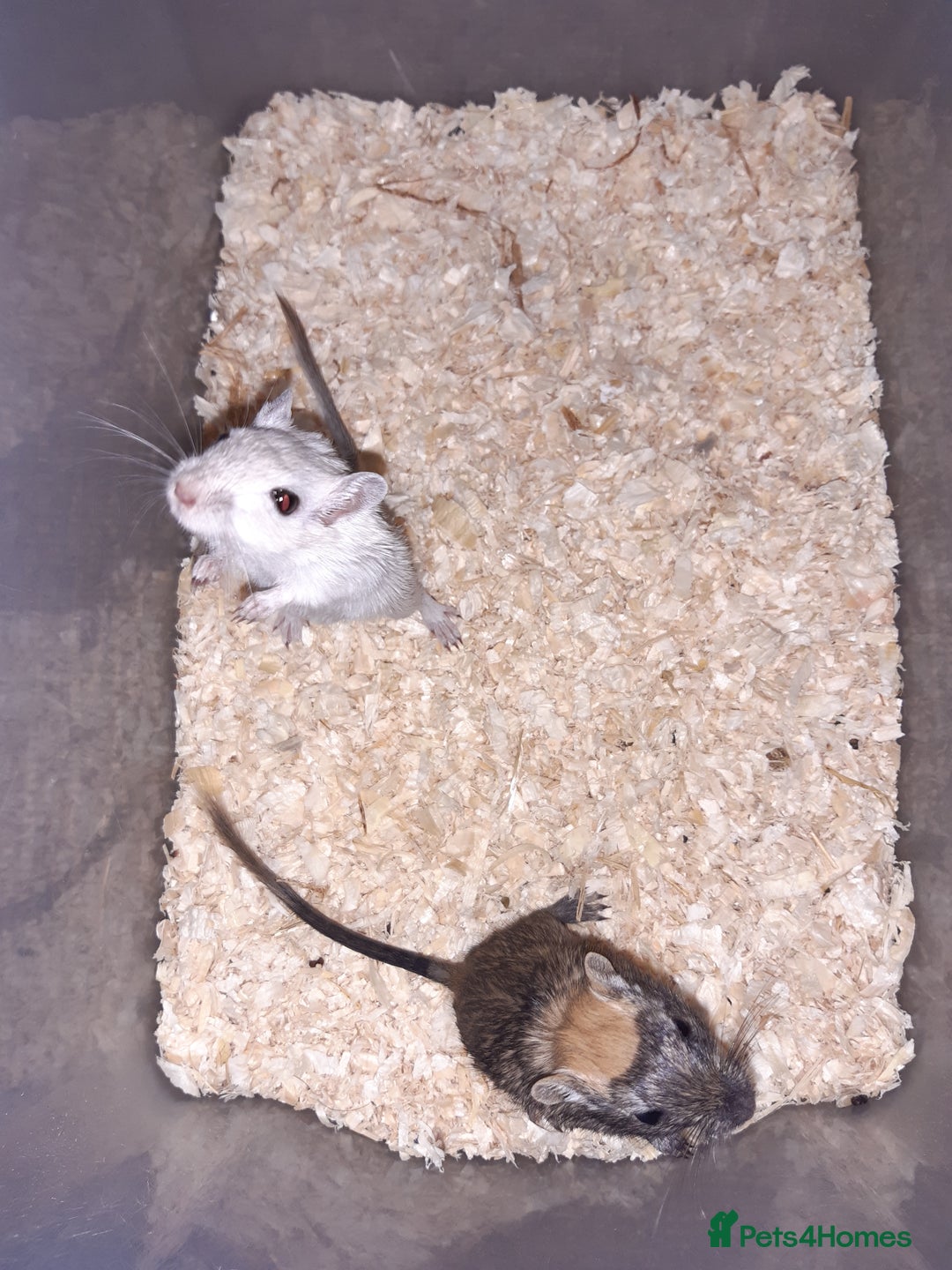 Gerbil rodents for sale: Super friendly gerbils from hobby breeder  - Image 13