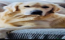 Golden Retriever dogs for sale: Golden retriever KC ❤️ - Image 4