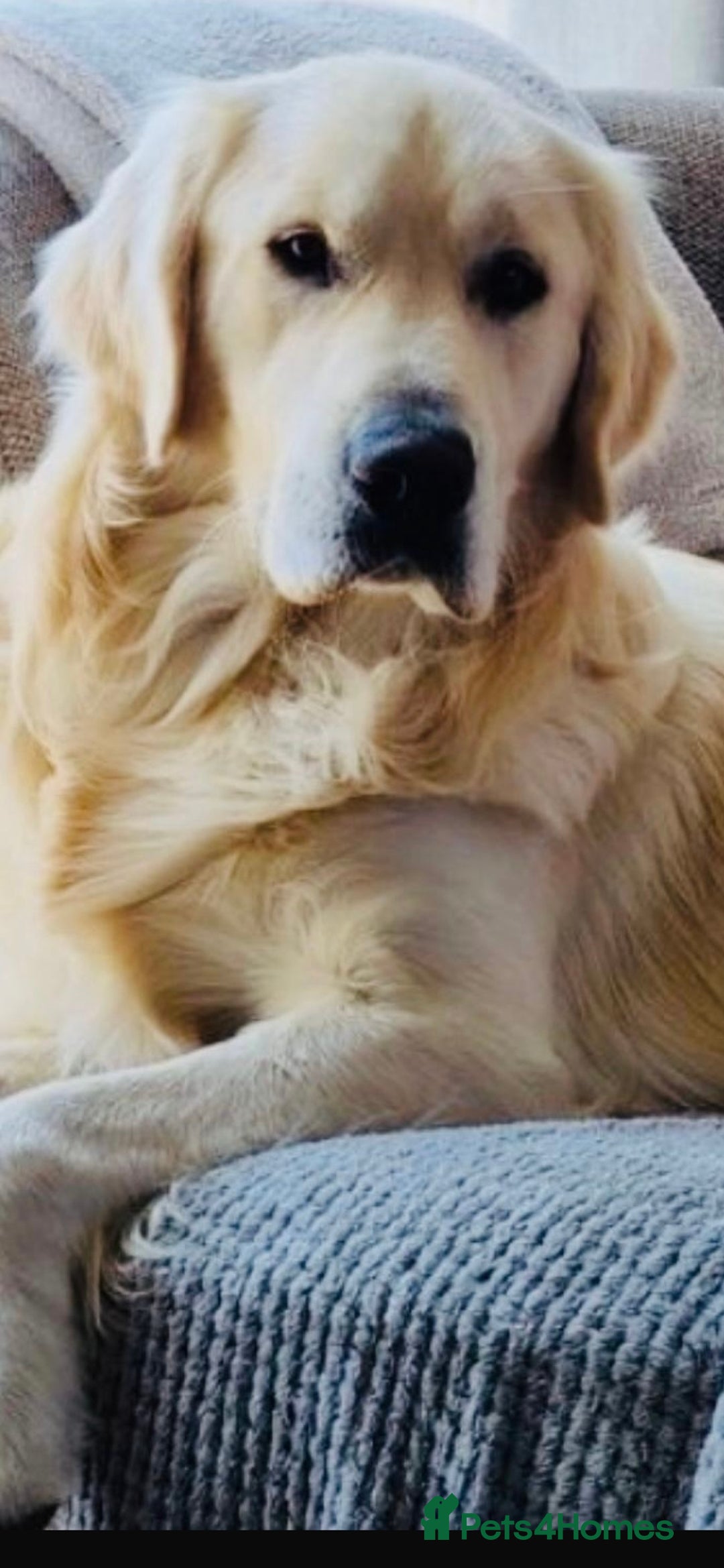 Golden Retriever dogs for sale: Golden retriever KC ❤️ - Image 4