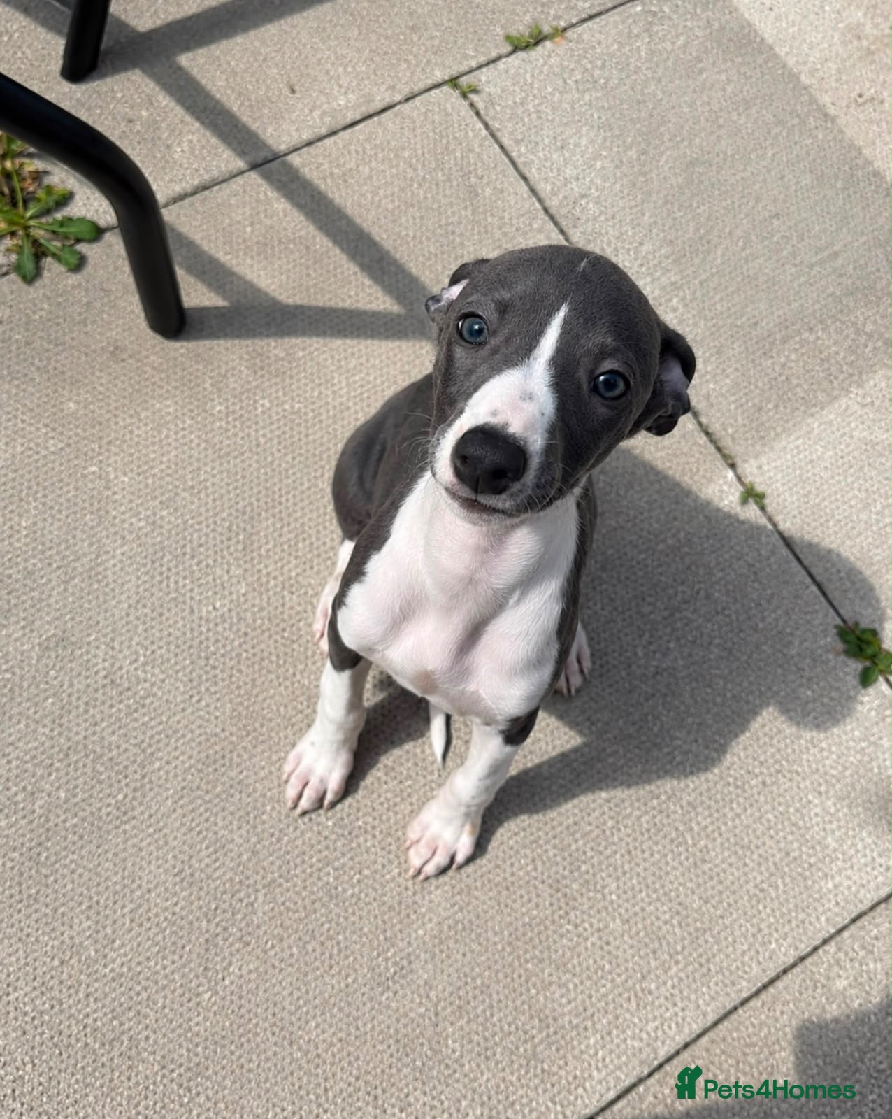 Whippet dogs READY NOW! Quality pedigree whippet puppies3left  - Advert 12