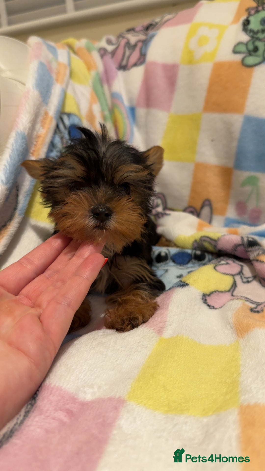 Yorkshire Terrier dogs for sale: *Reduced* teeny tiny little Yorkshire terrier boy  - Advert 9