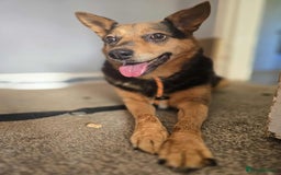 Mixed Breed dogs for adoption: Melanie for adoption - Image 7