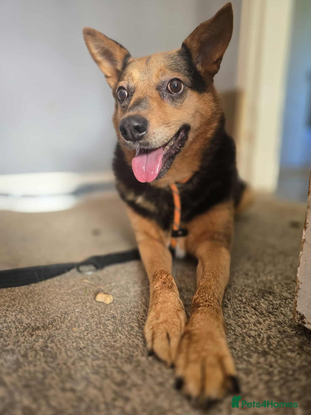 Mixed Breed dogs for adoption: Melanie for adoption - Image 7
