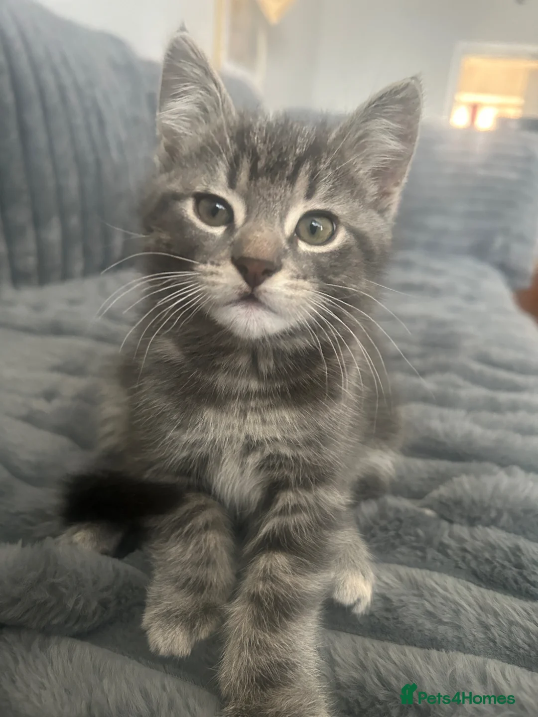 Mixed Breed cats for sale: 3 kittens mixed breed for sale in Southampton - Advert 1