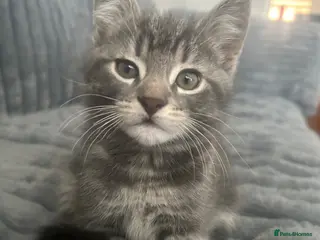 Mixed Breed cats 3 kittens mixed breed for sale - Advert 1