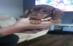 Miniature Dachshund dogs for sale: KC CHOCOLATE & TAN MINI DASCH - Image 4