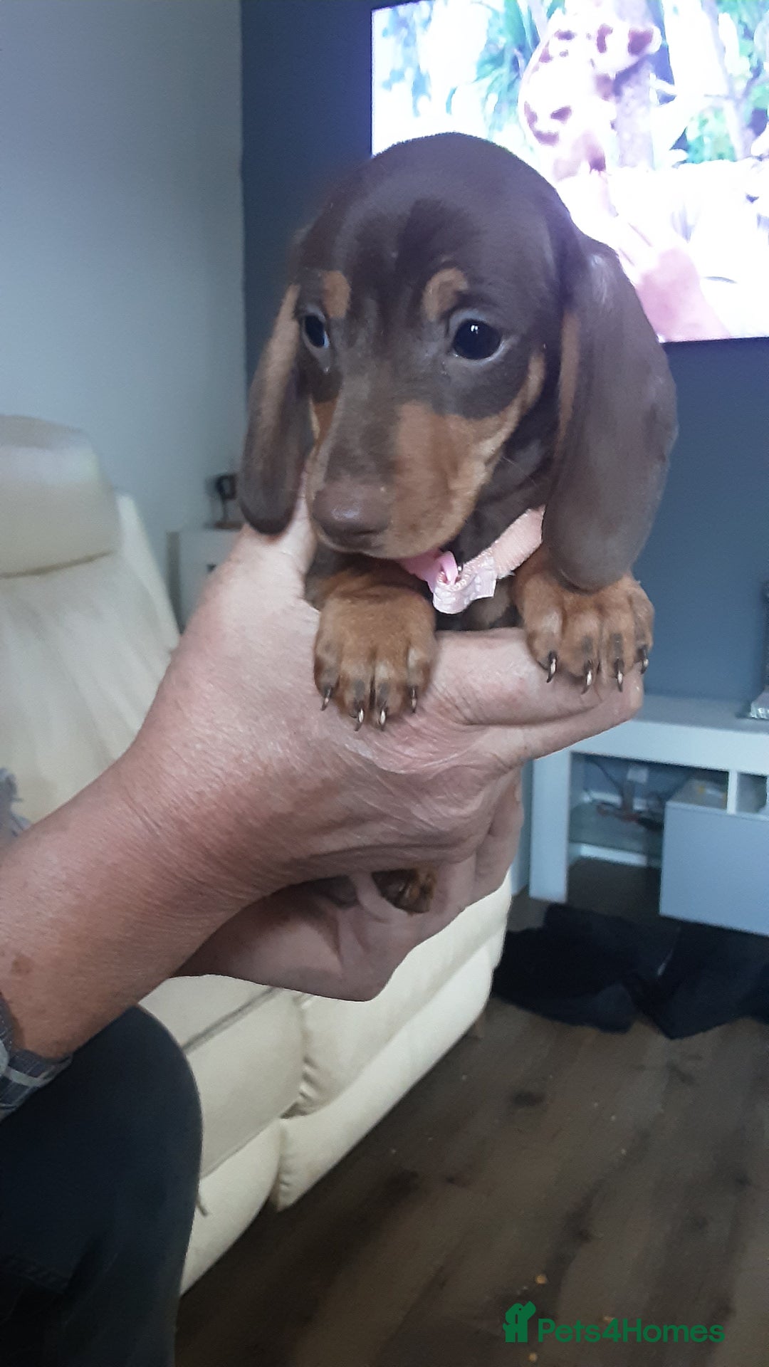 Miniature Dachshund dogs for sale: KC CHOCOLATE & TAN MINI DASCH - Image 4