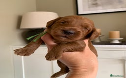 Cockapoo dogs for sale: 3 Stunning Dark Red Cockapoo Puppies - Image 3