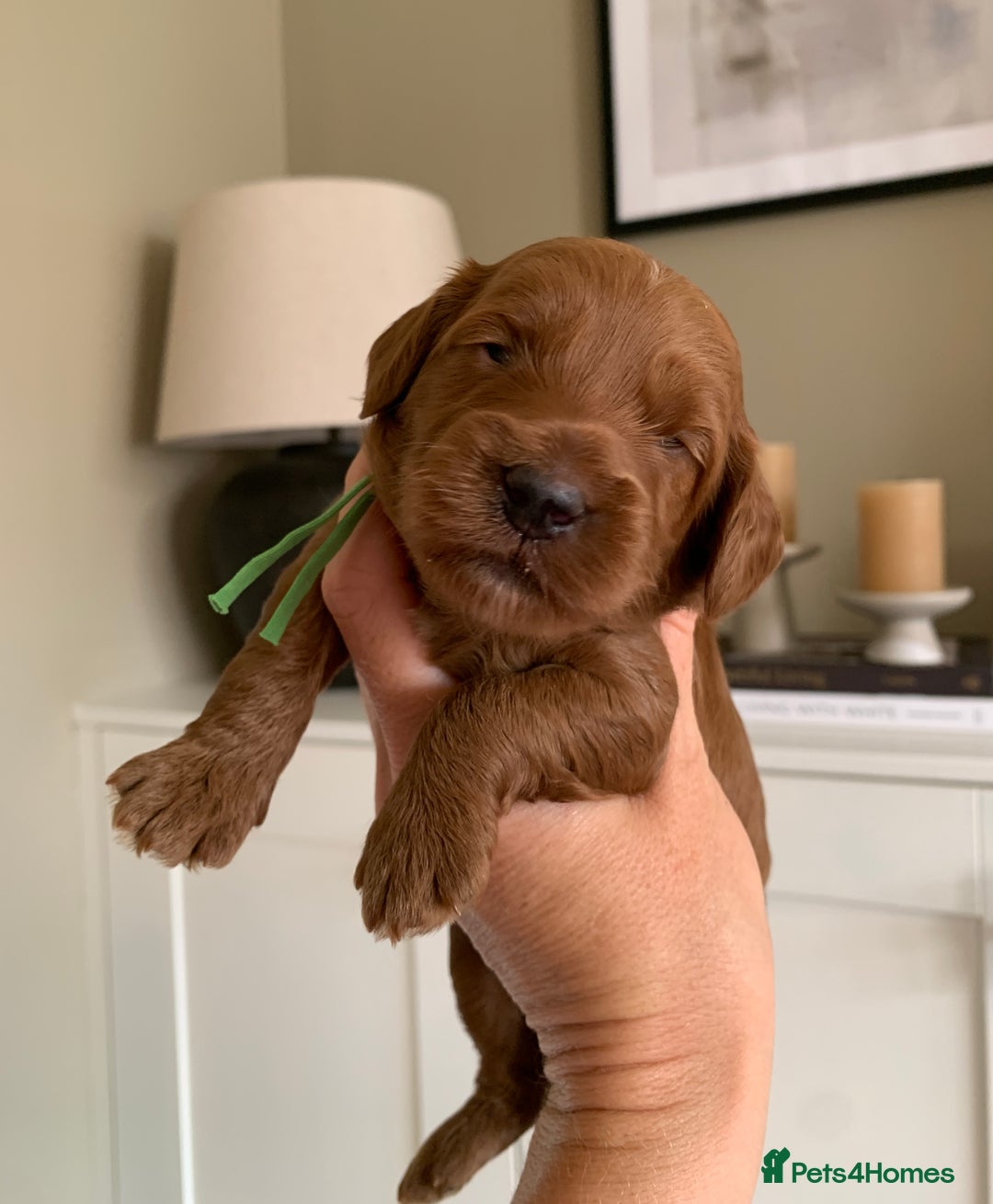 Cockapoo dogs for sale: 3 Stunning Dark Red Cockapoo Puppies - Image 3