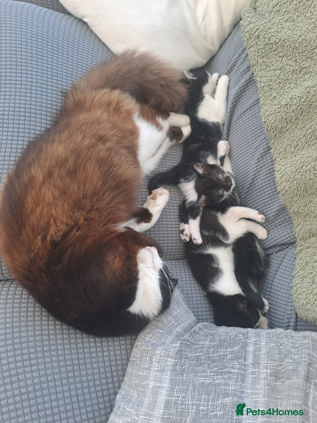 British Longhair cats for sale: British long-haired kittens for sale in urmston  in Manchester - Advert 2