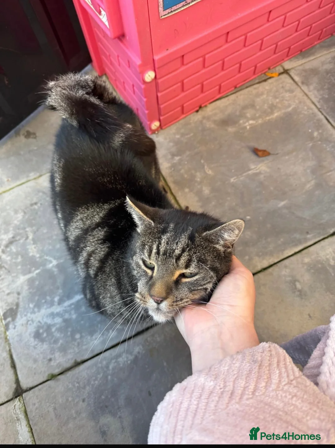 Mixed Breed cats for sale: Marley for rehoming  in Birmingham - Advert 2