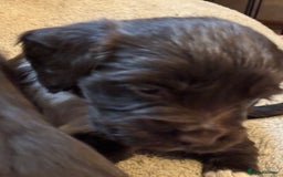 Cocker Spaniel dogs for sale: Gorgeous cocker spaniel ( working type) - Advert 7