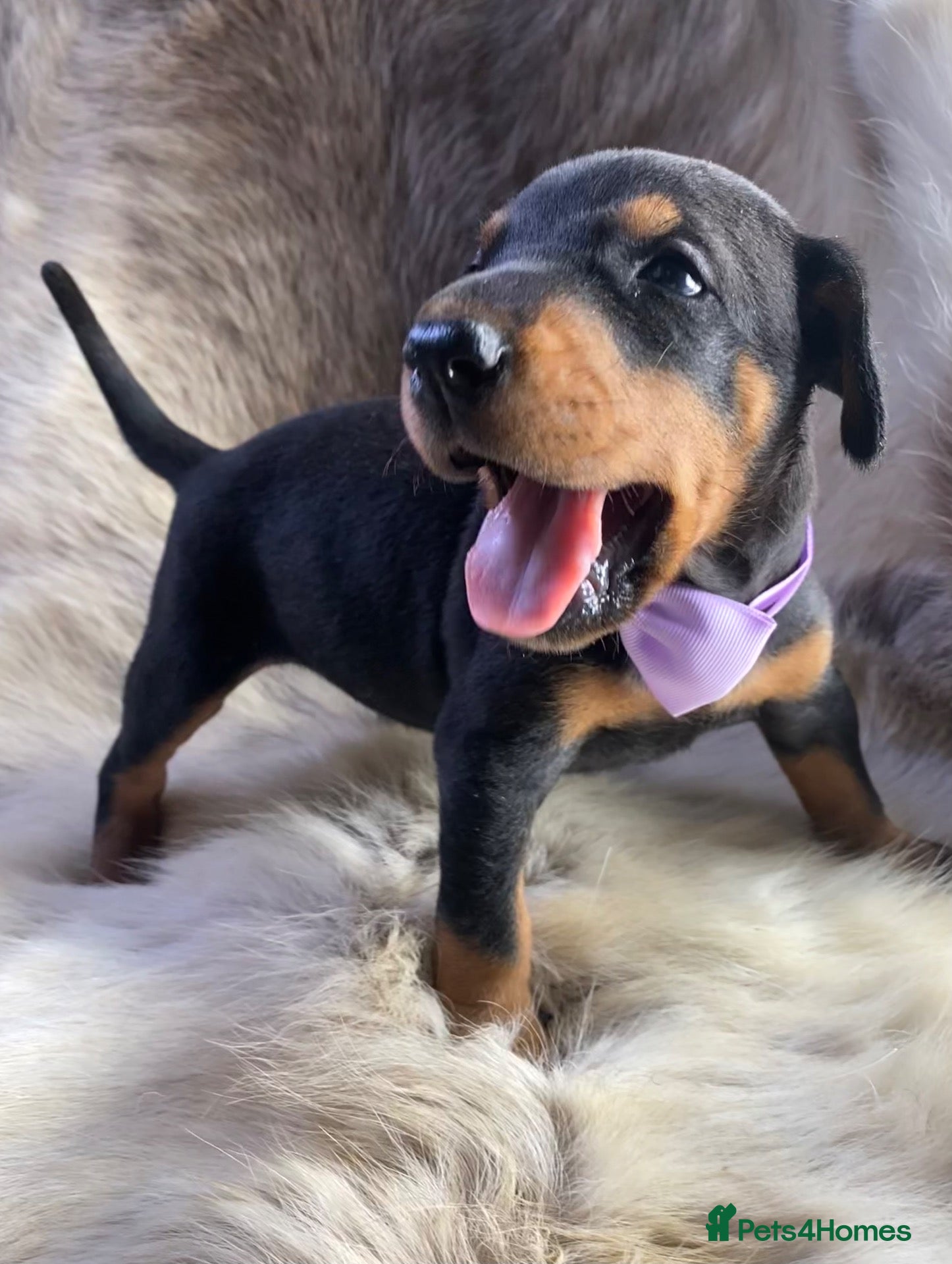 Dobermann dogs KC REGISTERED DOBERMAN PUPS - Advert 1