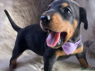 Dobermann dogs KC REGISTERED DOBERMAN PUPS - Advert 1