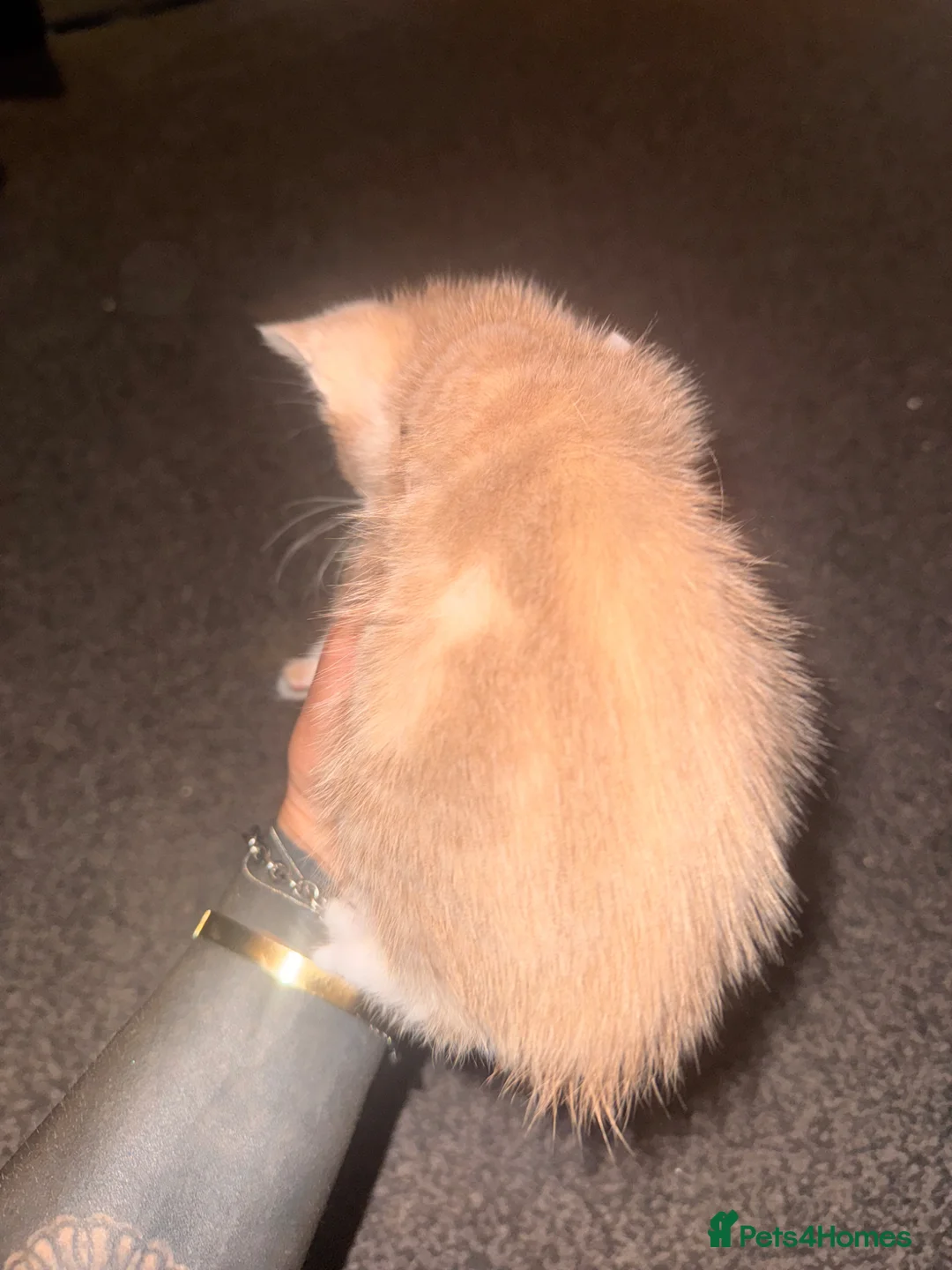British Shorthair cats for sale: **** Absolutely Stunning Kittens**** - Advert 6