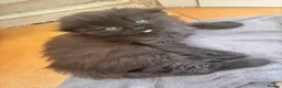 Mixed Breed cats for sale: Mixed kittens - Advert 4