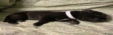 Great Dane Puppy 5 (Polly) White collar.