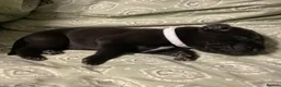 Great Dane dogs for sale: Great Dane puppies for sale - Advert 13