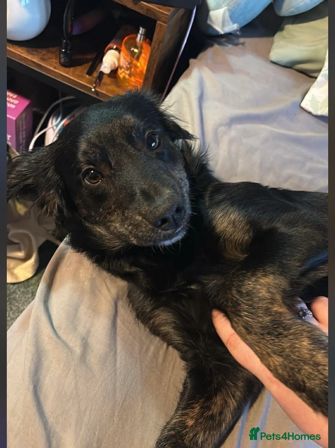 Mixed Breed dogs for sale: Beautiful collie cross cockerpoo  - Advert 10