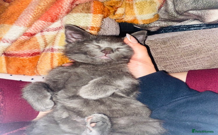 British Longhair cats - Advert 1