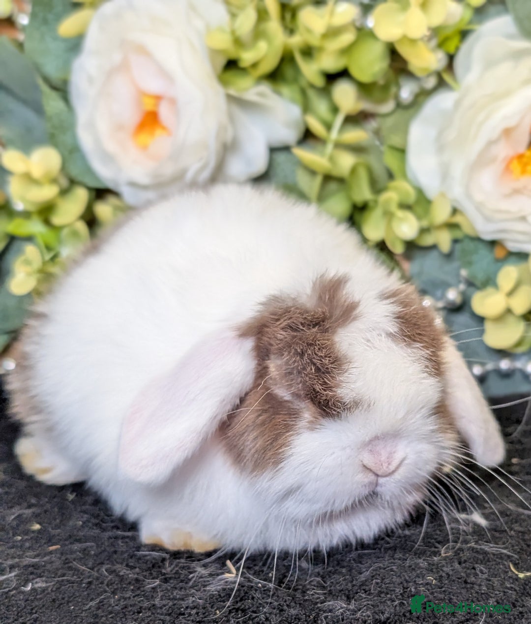 Mini Lop rabbits for sale: ❤️Stunning mini lop babies❤️ - Advert 32