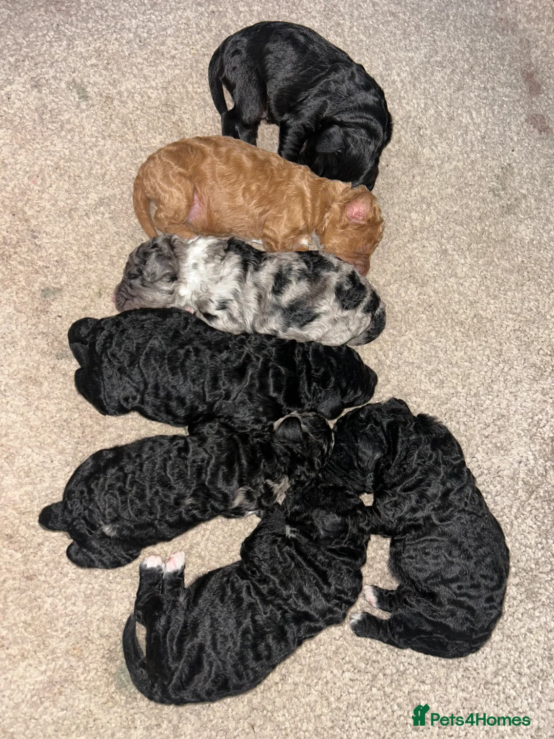 Cockapoo dogs for sale: F1 cockapoos  - Advert 10